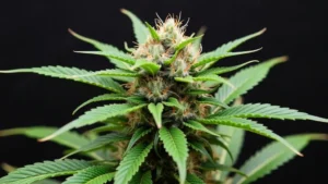 A close-up view of a flowering cannabis bud with vibrant green leaves and orange pistils against a dark background.