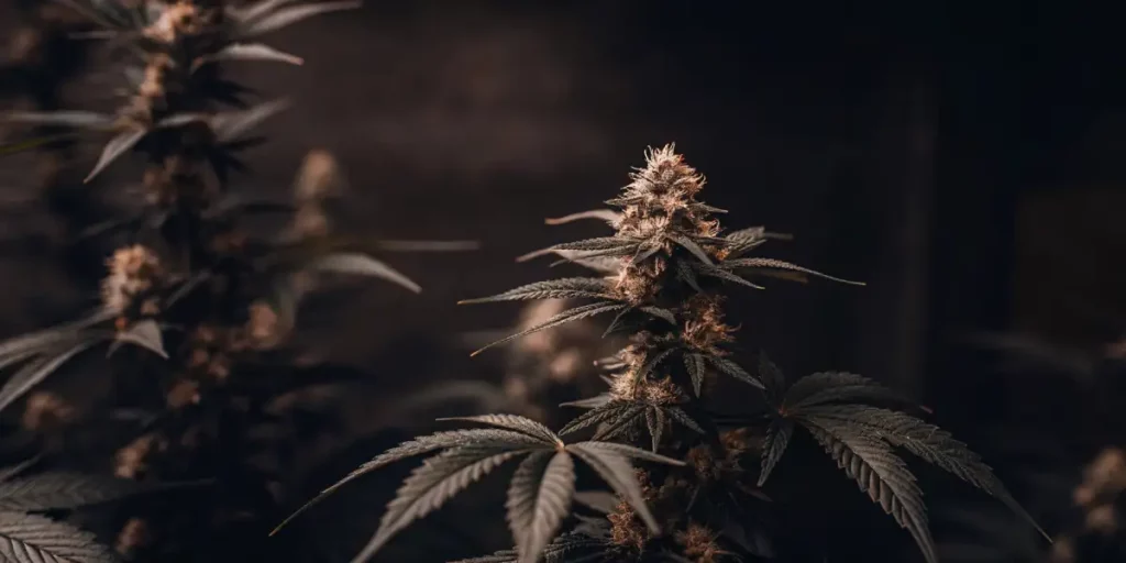 Cannabis plant in a low-lit environment, with dense buds and dark green leaves, showcasing a moody, dramatic atmosphere.
