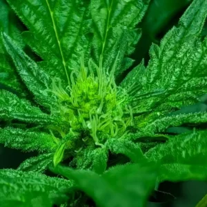 Close-up of Donnie Burger Weed Strain plant with lush green leaves and developing bud, highlighted by vibrant pistils and dense foliage.