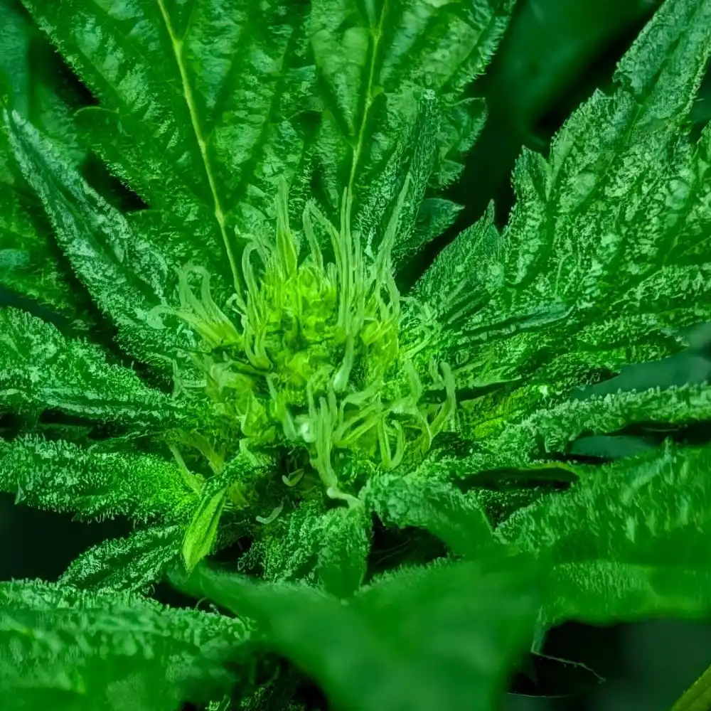 Close-up of Donnie Burger Weed Strain plant with lush green leaves and developing bud, highlighted by vibrant pistils and dense foliage.