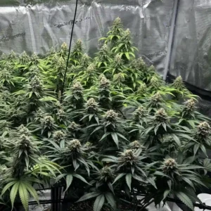 Honey Buns weed strain growing in an indoor setup with dense, frosty buds and lush green leaves, highlighting its vigorous growth and rich trichome production.