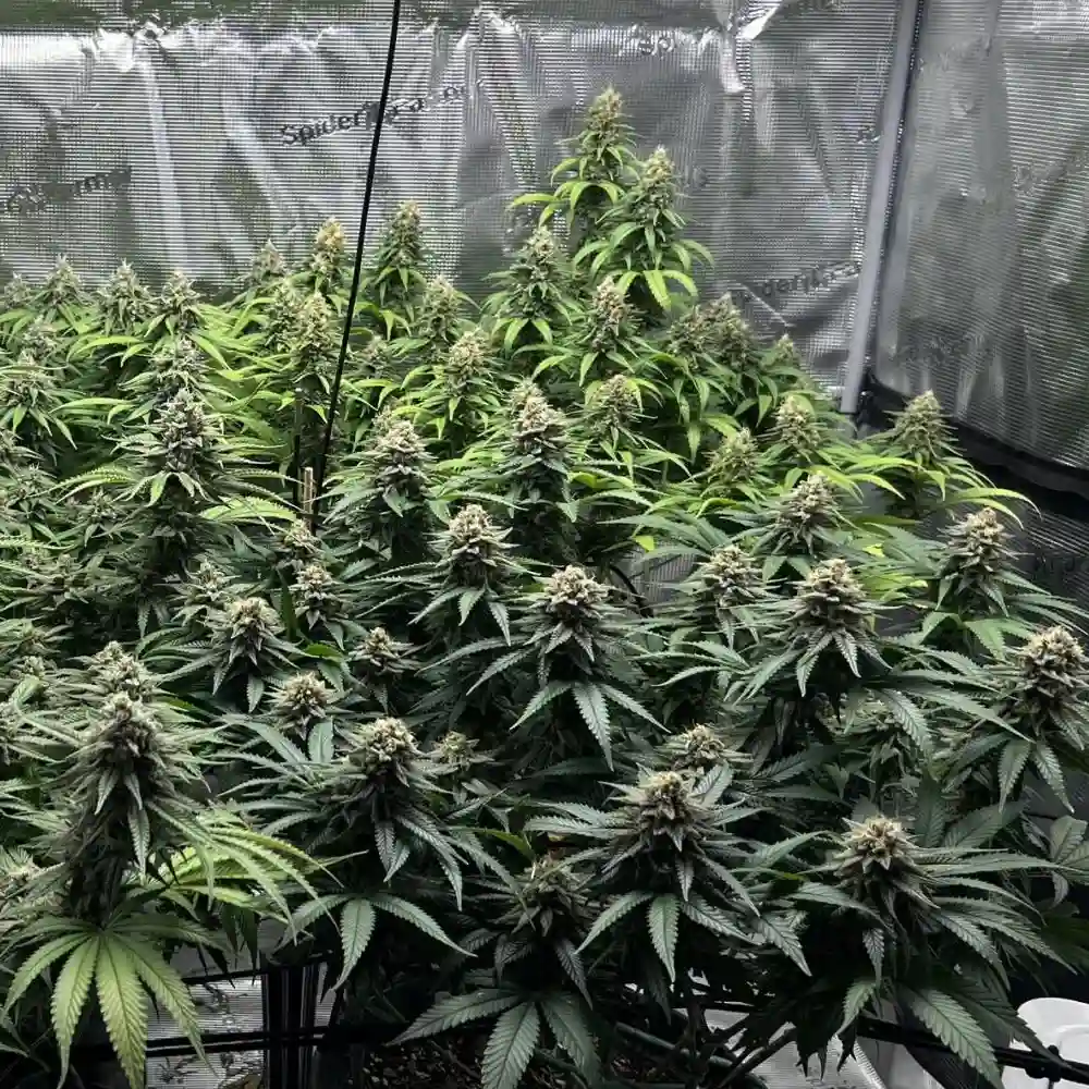 Honey Buns weed strain growing in an indoor setup with dense, frosty buds and lush green leaves, highlighting its vigorous growth and rich trichome production.