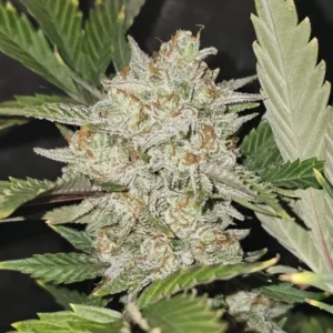 Illemonati weed strain featuring dense, frosty buds covered in trichomes, surrounded by dark green leaves, highlighting its potent appearance.