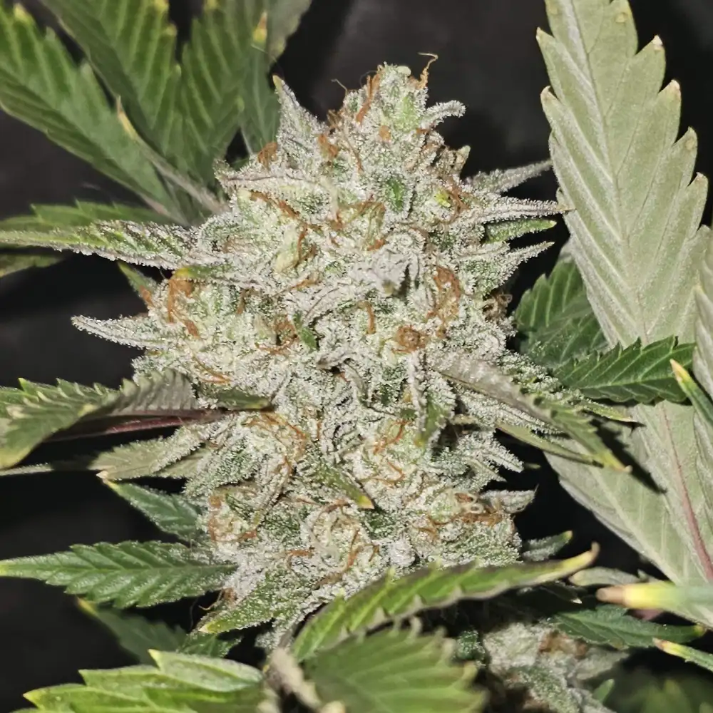 Illemonati weed strain featuring dense, frosty buds covered in trichomes, surrounded by dark green leaves, highlighting its potent appearance.
