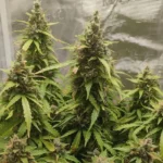 Grow Info Jack Herer Fast Version Weed Strain