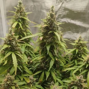 Grow Info Jack Herer Fast Version Weed Strain