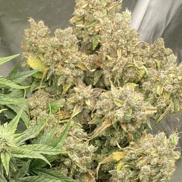 Larry OG Weed Strain with dense, frosty buds and vibrant trichomes, showing a robust structure and healthy foliage under indoor lighting.