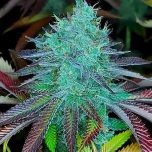 Lemon Skunk weed strain displaying dense green buds with frosty trichomes and purple-tinged leaves, highlighting its potent appearance.