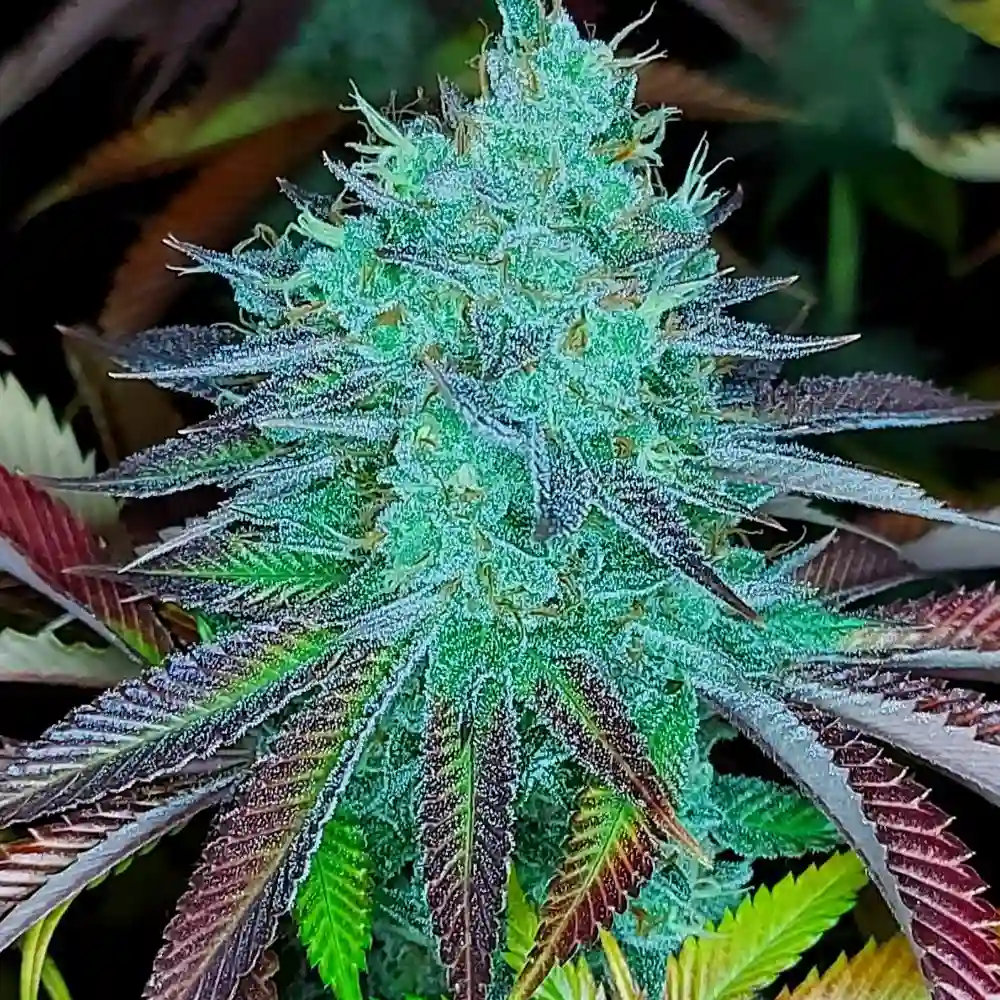 Lemon Skunk weed strain displaying dense green buds with frosty trichomes and purple-tinged leaves, highlighting its potent appearance.