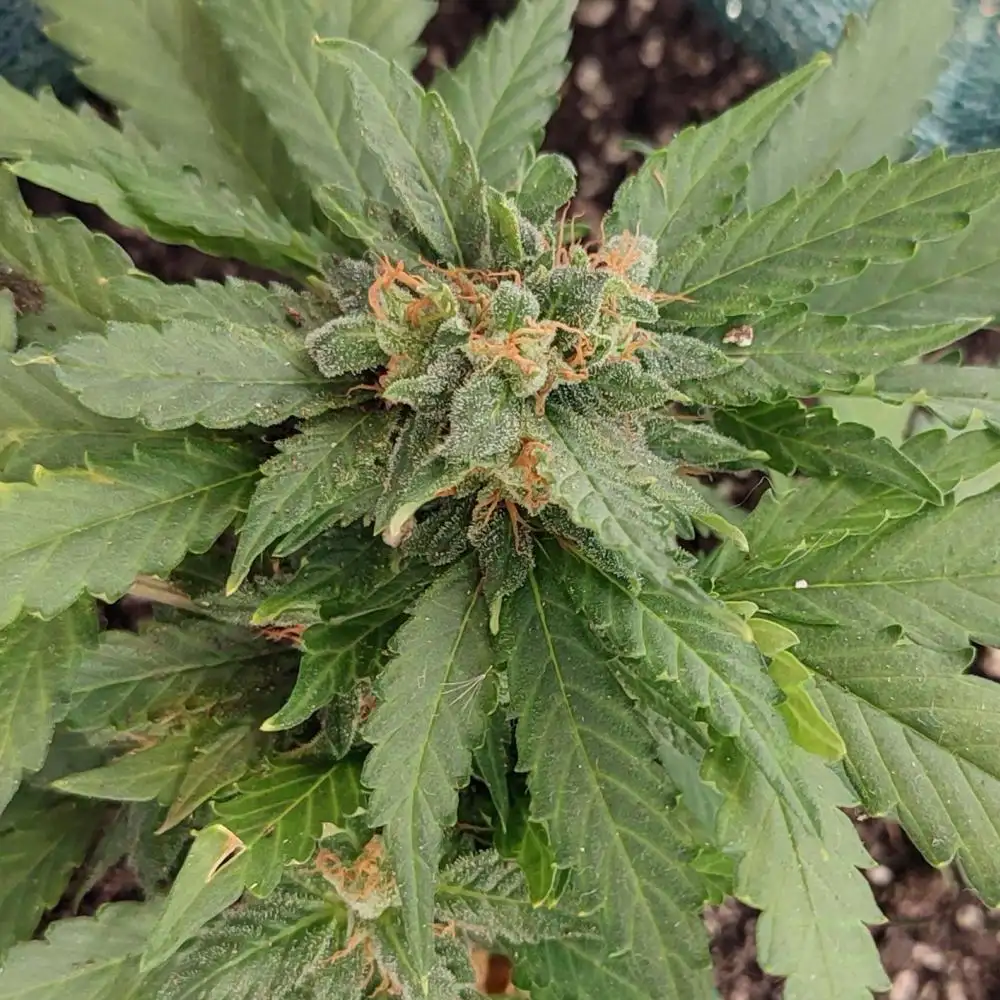 P.O.G strain with dense buds and vibrant green leaves, adorned with orange pistils and a layer of trichomes, showcasing its robust growth.