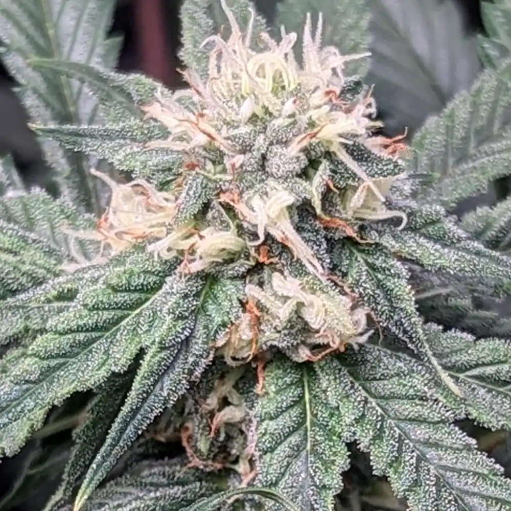 Close-up of Peachez Weed Strain bud covered in trichomes, displaying green leaves and orange pistils for a frosty appearance.