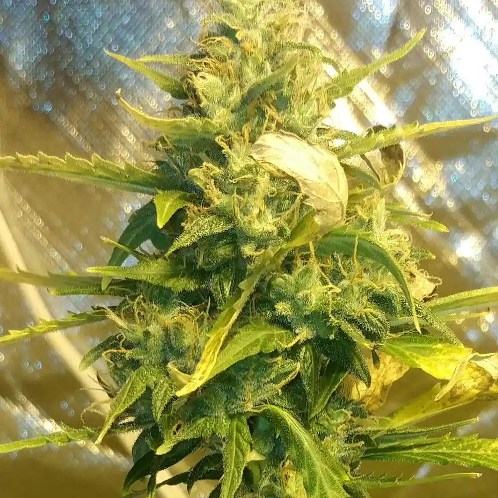 Pineapple Kush Weed Strain with resin-coated buds and vibrant green leaves, displaying a thick layer of trichomes under warm indoor lighting.