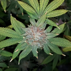 Pink Gorilla Weed Strain with dense, frosty bud and vibrant green leaves, displaying a thick layer of trichomes and a touch of purple hues.