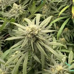 Purple Pineapple weed strain with dense, frosty buds and lush green leaves, highlighting its rich foliage and trichome coverage.