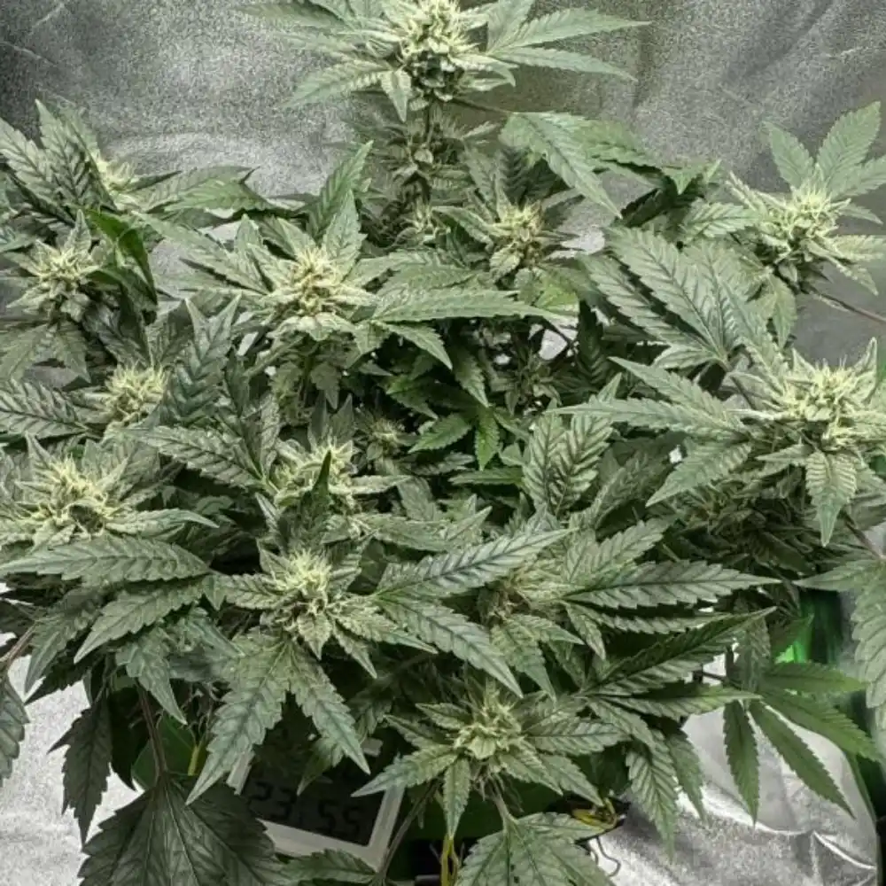 Runtz Autoflower plant in bloom, featuring dense buds with frosty trichomes and broad green leaves, showcasing robust and healthy growth.