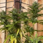 Slurty 3 weed strain growing outdoors with dense buds and vibrant green leaves against a wooden backdrop, showcasing its robust growth and structure.
