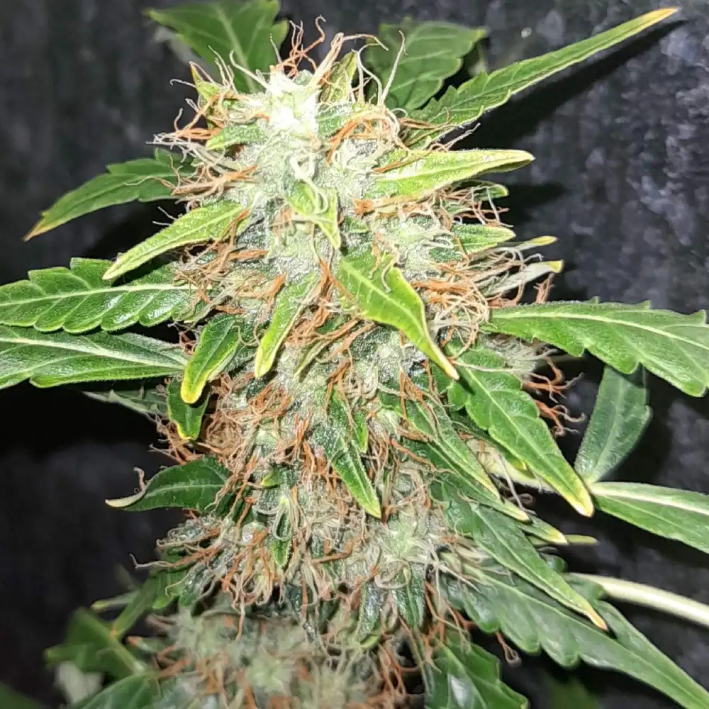 Super Skunk Weed Strain bud with dense trichomes and orange pistils, showcasing its potent resin production and green leaves.
