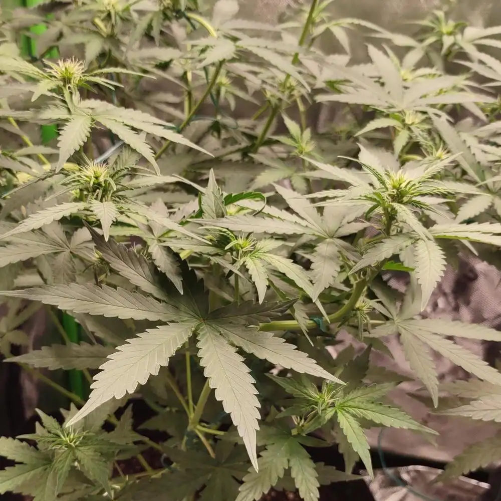 A healthy Train Wreck cannabis plant with light green leaves and early budding sites, showing its distinct sativa-dominant characteristics in an indoor grow setup.