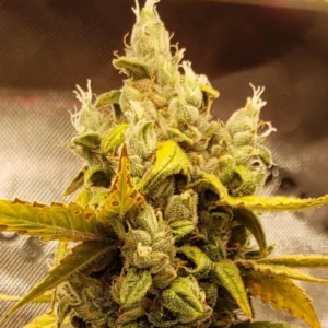 Trainwreck Autoflower bud with frosty trichomes and yellowing leaves, indicating maturity in an indoor setup.