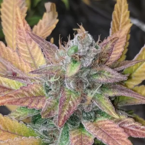 Trop Cherry weed strain, featuring frosty buds with vibrant purple and green leaves, showcasing its unique coloration and potency.