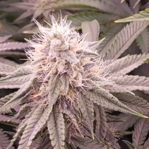 Zlushie weed strain showcasing frosty buds with pink and purple hues, covered in trichomes, highlighting its unique appearance.