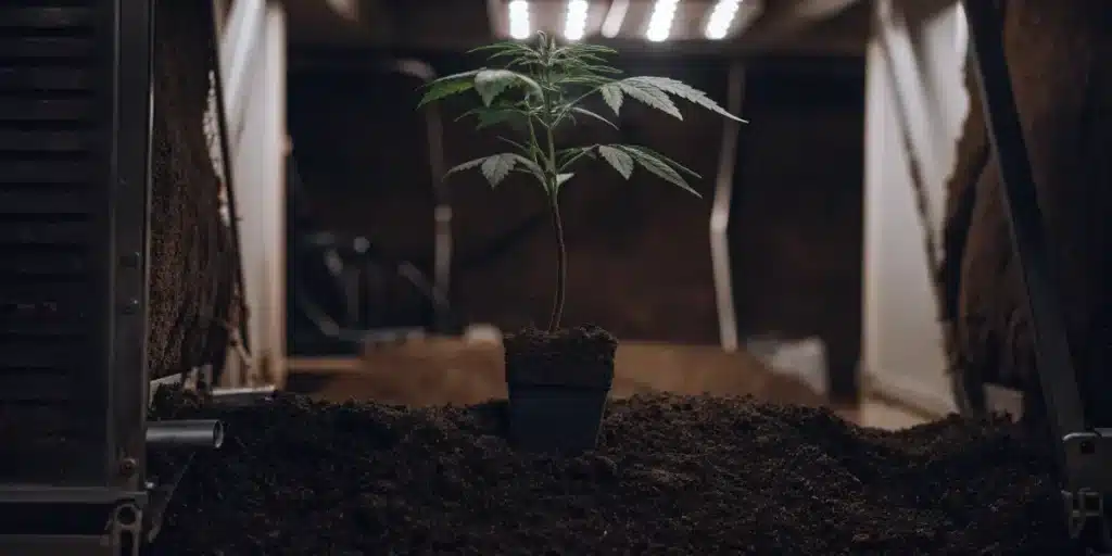 Cannabis clone with vibrant green leaves, growing under controlled indoor lighting.
