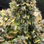 Bruce Banner Fast Version strain flowers with green and yellow colours