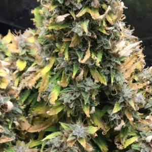 Bruce Banner Fast Version strain flowers with green and yellow colours