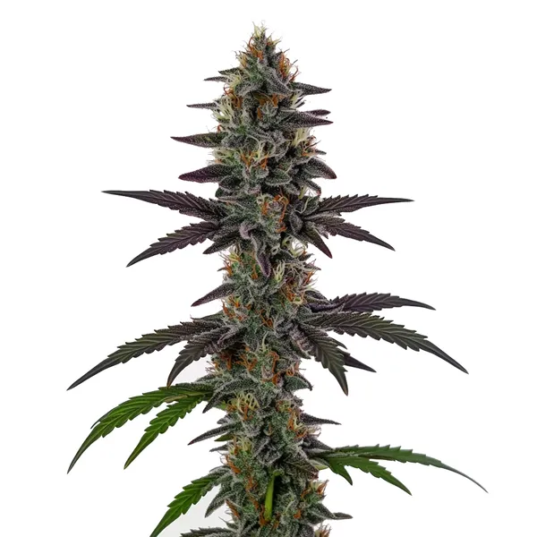 Illemonati cannabis strain with purple and green buds