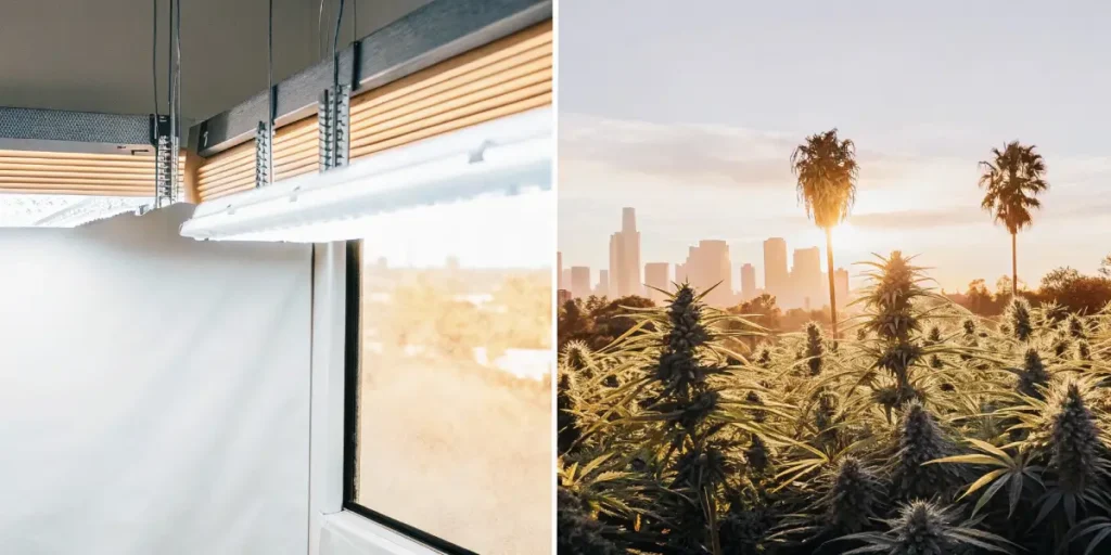 Split image: indoor grow lights and window view left, outdoor cannabis field with Los Angeles skyline right.
