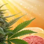 Hyper-realistic digital illustration: cannabis bud with citrus fruits (lemon, grapefruit slices), under golden light.