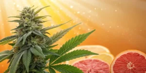 Hyper-realistic digital illustration: cannabis bud with citrus fruits (lemon, grapefruit slices), under golden light.