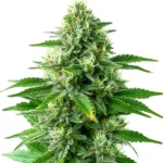 POG cannabis strain with dense buds and green leaves covered in a layer of frosty trichomes, offering a sweet, citrus aroma.