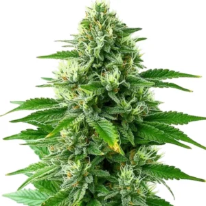 POG cannabis strain with dense buds and green leaves covered in a layer of frosty trichomes, offering a sweet, citrus aroma.