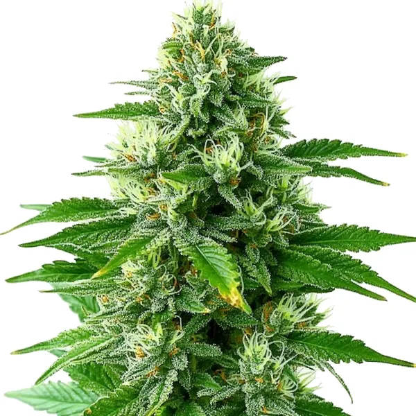 POG cannabis strain with dense buds and green leaves covered in a layer of frosty trichomes, offering a sweet, citrus aroma.