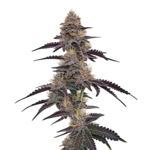 Purple Pineapple cannabis strain with purple and green buds
