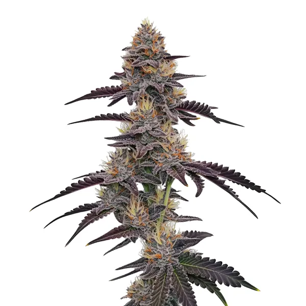 Purple Pineapple cannabis strain with purple and green buds