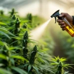 Person spraying cannabis plants with protective spray in greenhouse.