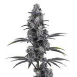 The Vice City cannabis plant with dense, frosty buds and dark purple leaves.