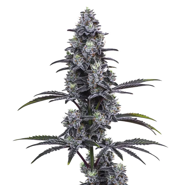 The Vice City cannabis plant with dense, frosty buds and dark purple leaves.