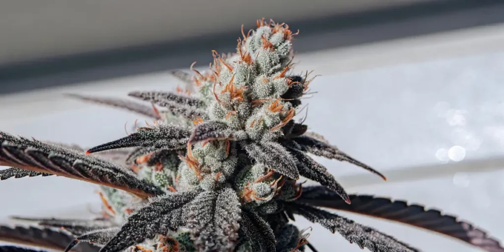 Detailed view of White Runtz weed with frosty trichomes and orange pistils