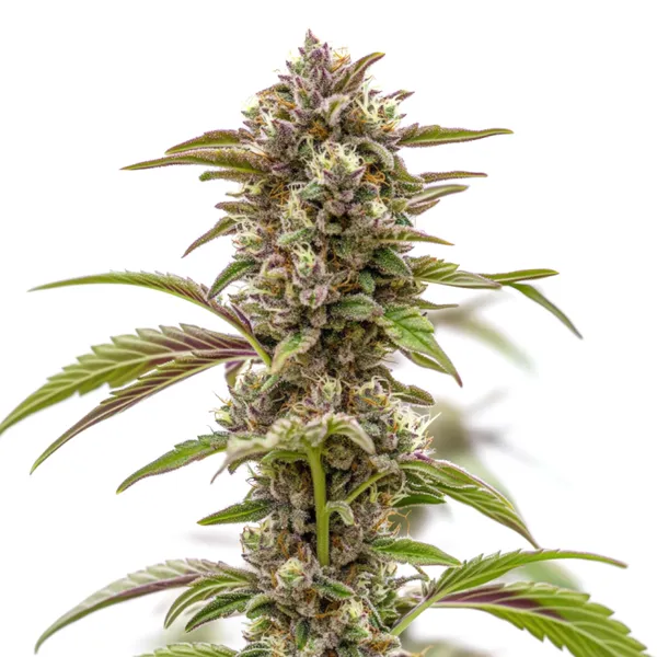 Wonka’s Revenge cannabis plant with purple hues and thick, resin-covered buds, featuring green leaves and an abundance of orange pistils.