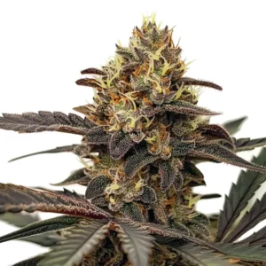 The Zlushie Strain cannabis plant with dark purple buds and frosty trichomes.