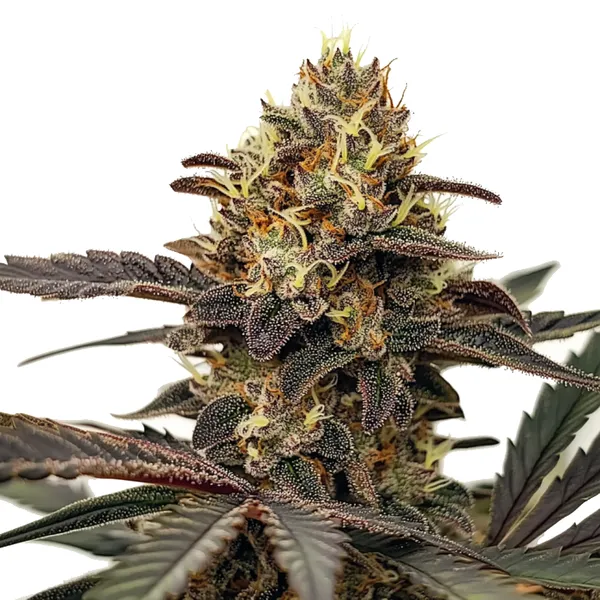 The Zlushie Strain cannabis plant with dark purple buds and frosty trichomes.