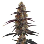 Zruntz cannabis plant with resin-covered buds, deep purple hues, and orange pistils, creating a visually stunning contrast against the green leaves.