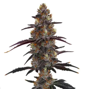 Zruntz cannabis plant with resin-covered buds, deep purple hues, and orange pistils, creating a visually stunning contrast against the green leaves.