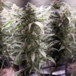 Banana Kush weed strain grown indoors with dense, resinous buds