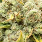 Lemon Cherry Runtz weed strain, featuring frosty buds and green leaves with yellow edges, highlighting its vibrant and unique appearance.