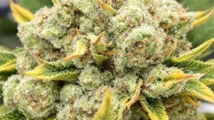 Lemon Cherry Runtz weed strain, featuring frosty buds and green leaves with yellow edges, highlighting its vibrant and unique appearance.