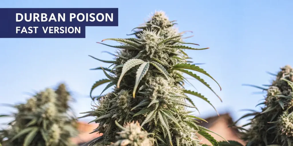 Close-up of Durban Poison Fast Version cannabis plant with dense frosty buds under clear sky.